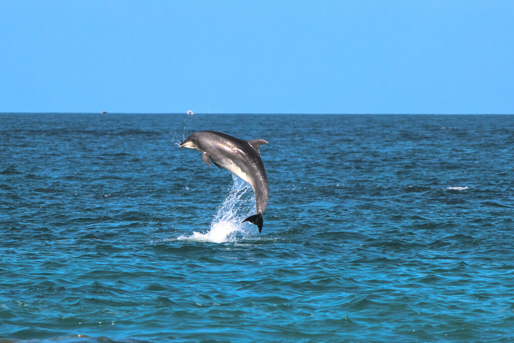 How Dolphin Echolocation Works