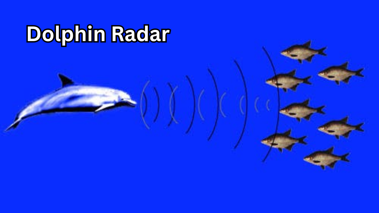 Dolphin Radar: How Dolphins Use Natural Sonar to Navigate and Hunt
